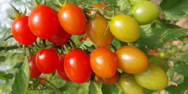 تصویر 3 از خرید گوجه فرنگی زیتونی + قیمت فروش استثنایی